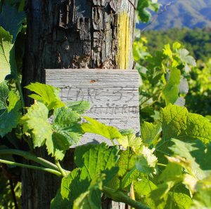 Vigneti Podere Fedespina: filare di merlot
