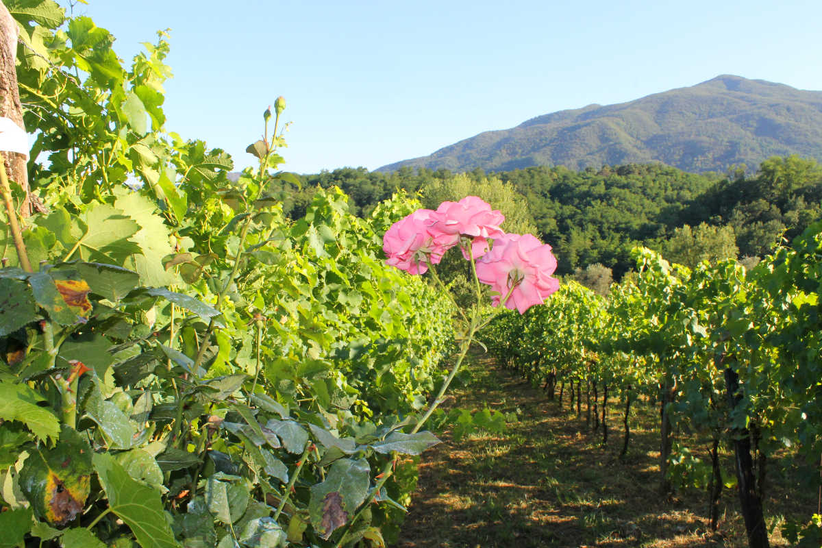 Vigneti Podere Fedespina - Lunigiana Toscana