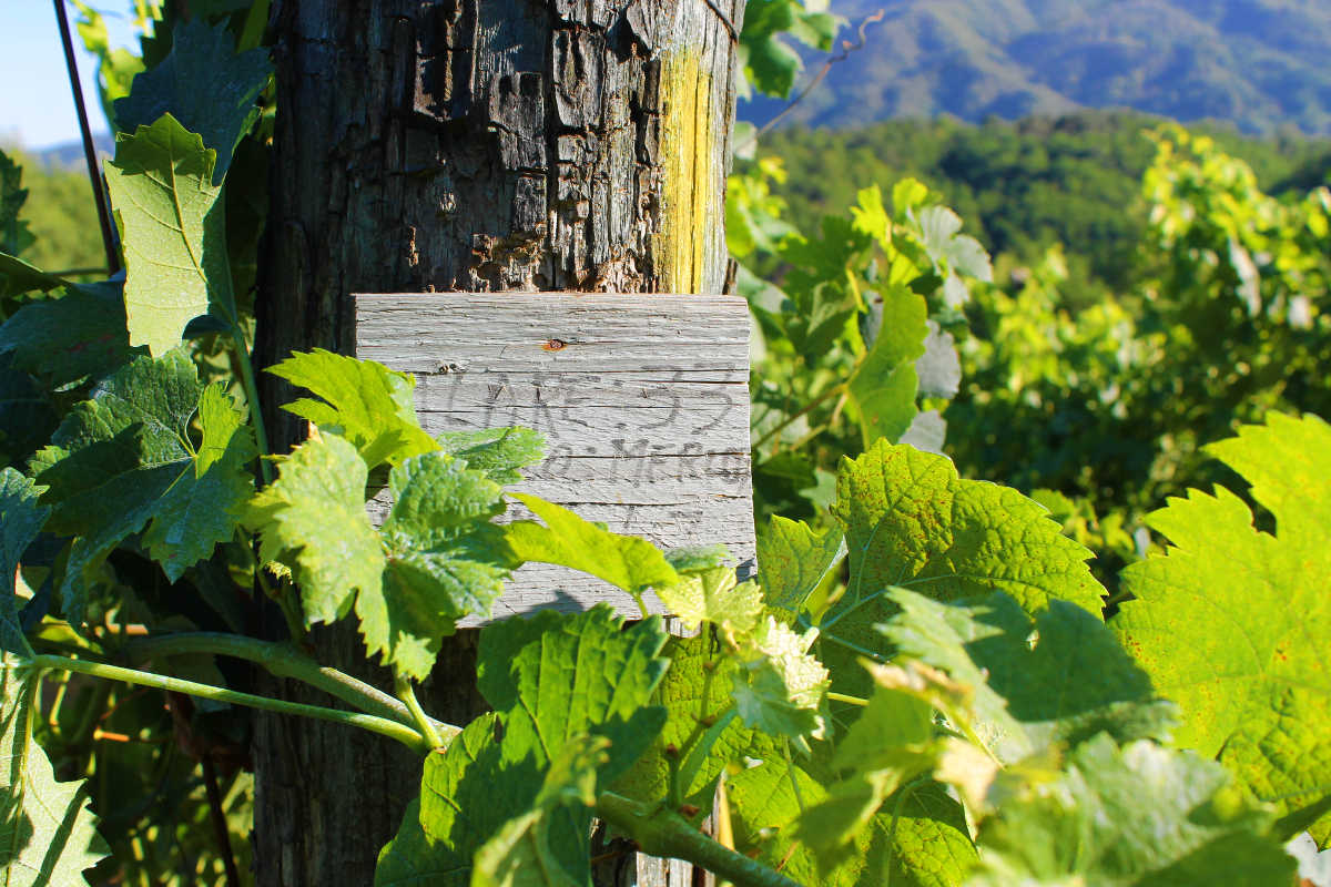 Vigneto Merlot - Podere Fedespina, Lunigiana Toscana