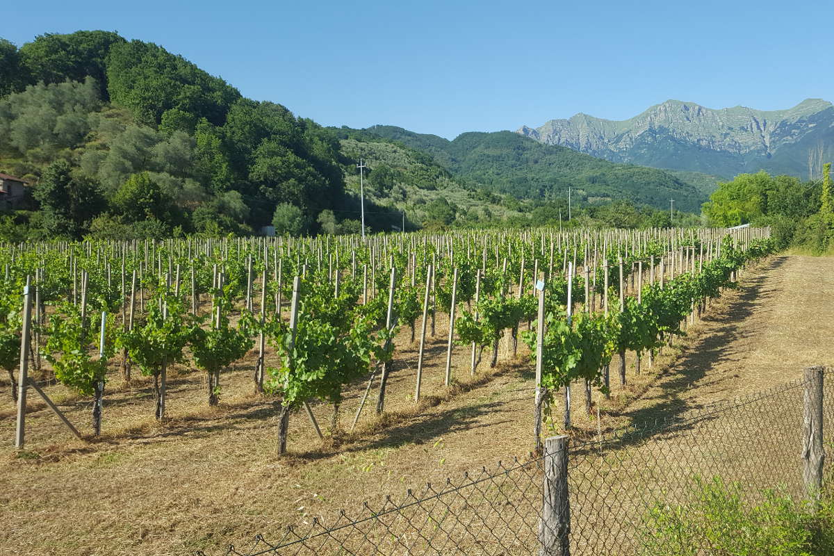 Vigneto Pinot Nero con viti di 40 anni - Podere Fedespina, Lunigiana Toscana