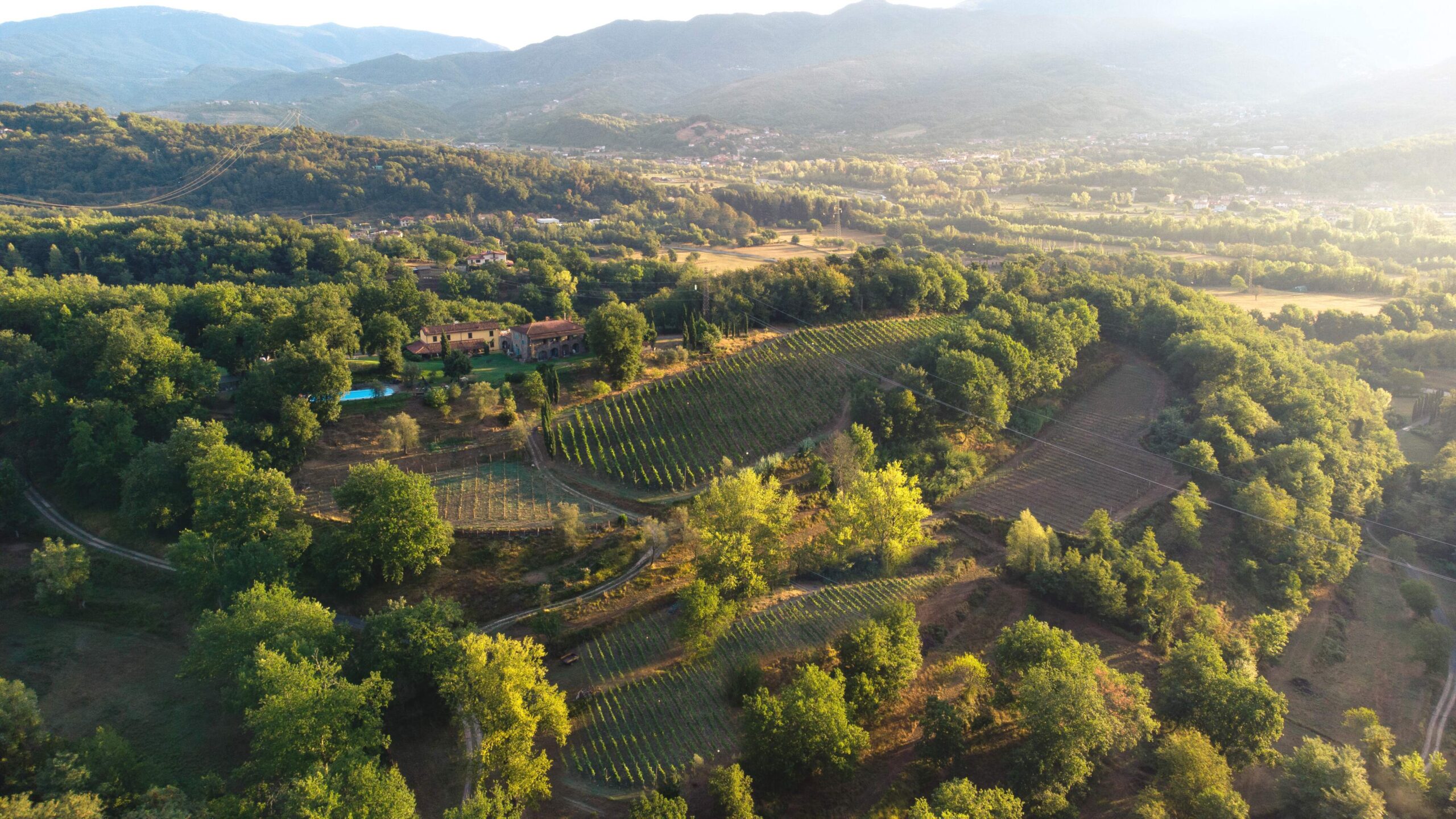 Podere Fedespina Vineyards